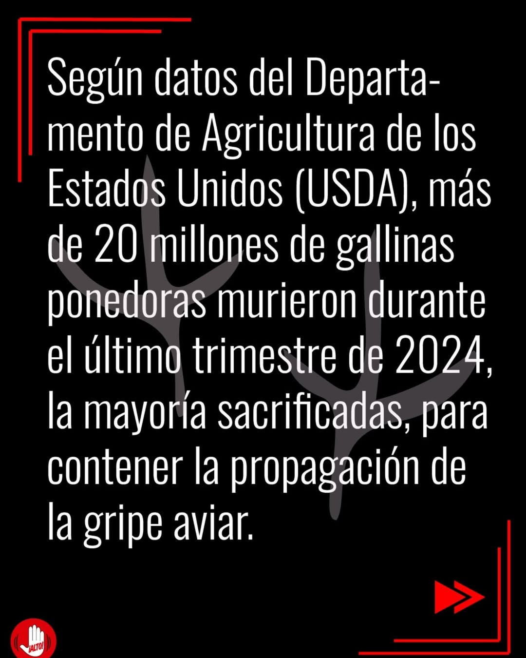 Gallina libre de jaula.
