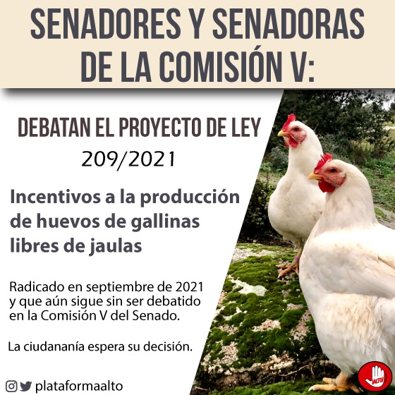 Gallinas libres de jaulas. Gallinas libres de jaulas.